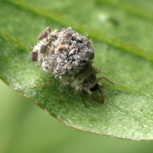 Réf. 287 951 : Pseudomallada sp.